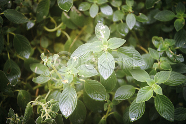 사람없음 JPG 근접촬영 포토 봄 식물 식물원 실내 열대식물 온실 잎 자연 초록색