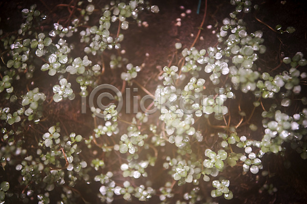사람없음 JPG 근접촬영 포토 봄 식물 식물원 실내 연못 온실 잎 자연