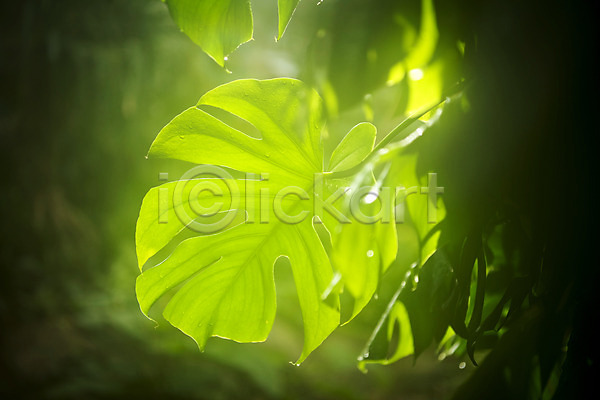 사람없음 JPG 근접촬영 포토 몬스테라 봄 빛 식물 식물원 실내 온실 자연 초록색