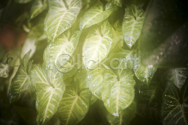 사람없음 JPG 근접촬영 포토 봄 식물 식물원 실내 온실 잎 자연 초록색 화초