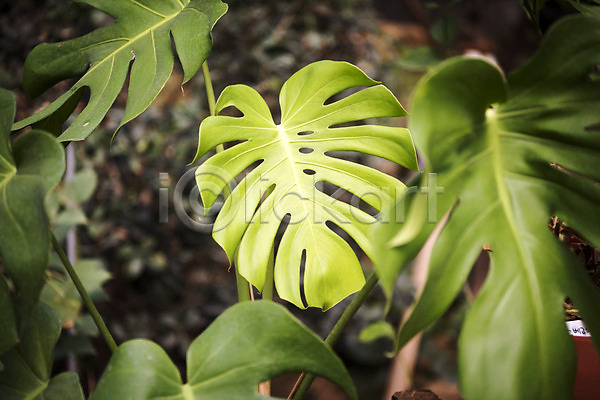 사람없음 JPG 근접촬영 포토 몬스테라 봄 식물 식물원 실내 온실 자연 초록색