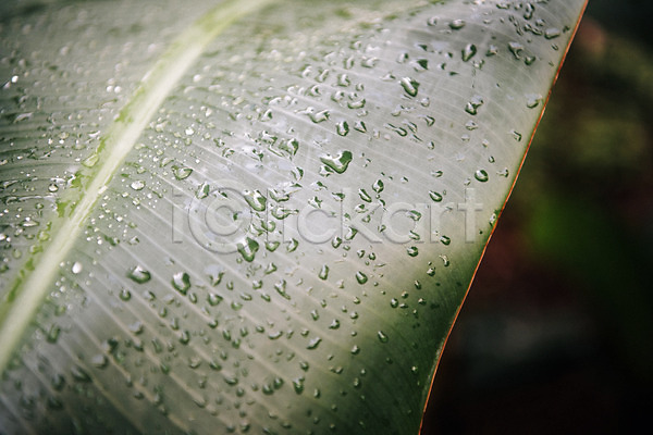 사람없음 JPG 근접촬영 포토 라테리타바나나 물방울 봄 식물 식물원 실내 온실 자연 초록색