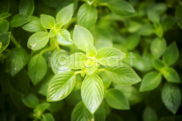 사람없음 JPG 근접촬영 포토 봄 식물 식물원 실내 애플민트 온실 잎 자연 초록색