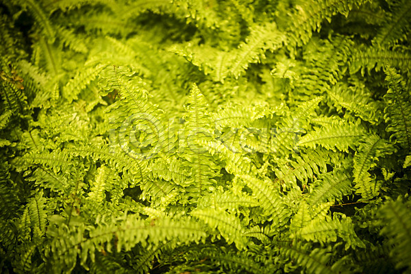 사람없음 JPG 근접촬영 포토 봄 식물 식물원 실내 온실 잎 자연 초록색