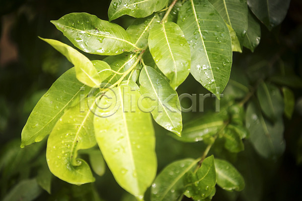 사람없음 JPG 근접촬영 포토 고무나무 물방울 봄 식물 식물원 실내 온실 잎 자연 초록색