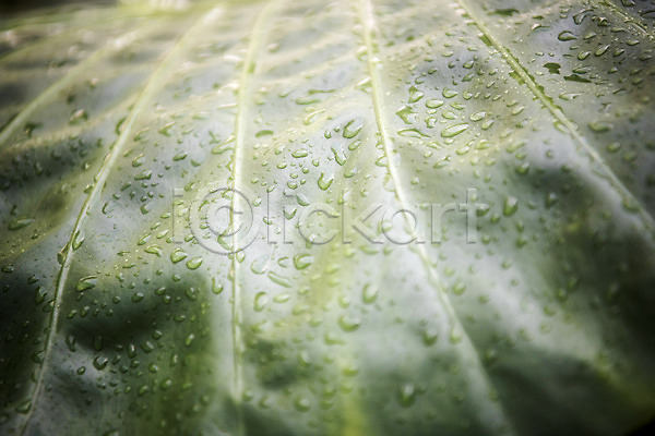 사람없음 JPG 근접촬영 포토 물방울 봄 식물 식물원 실내 온실 잎맥 자연 초록색 휘커스움베라타