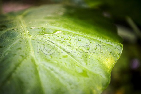 사람없음 JPG 근접촬영 포토 물방울 봄 식물 식물원 실내 온실 잎맥 자연 초록색 휘커스움베라타