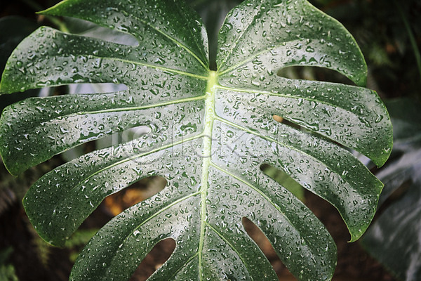 사람없음 JPG 근접촬영 포토 몬스테라 물방울 봄 식물 식물원 실내 온실 잎 자연 초록색