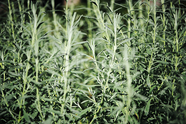 사람없음 JPG 근접촬영 아웃포커스 포토 로즈메리 봄 식물 식물원 실내 온실 자연 초록색