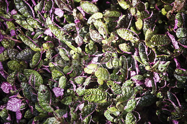 사람없음 JPG 근접촬영 포토 봄 식물 식물원 실내 온실 잎 자연 초록색
