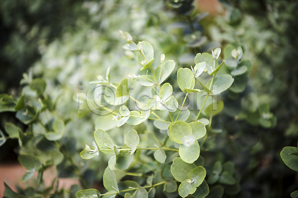 사람없음 JPG 근접촬영 포토 봄 식물 식물원 실내 온실 유칼립투스 자연 초록색