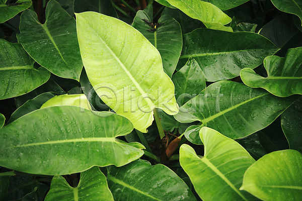 사람없음 JPG 근접촬영 포토 물방울 봄 식물 식물원 실내 온실 잎 자연 초록색