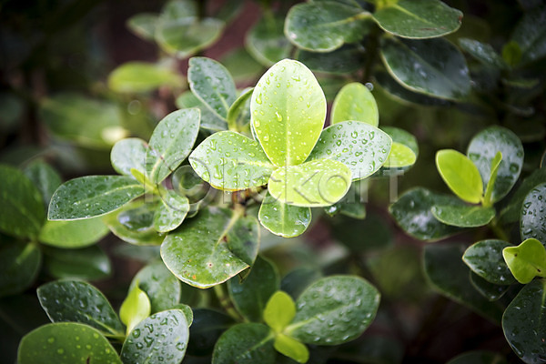 사람없음 JPG 근접촬영 포토 물방울 봄 식물 식물원 실내 온실 잎 자연 초록색