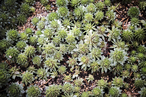 사람없음 JPG 근접촬영 포토 다육식물 봄 식물 식물원 실내 온실 자연 초록색