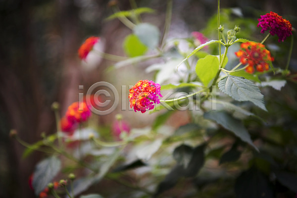 사람없음 JPG 근접촬영 아웃포커스 포토 란타나 봄 빨간색 식물 식물원 실내 온실 자연