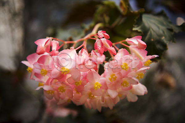 사람없음 JPG 근접촬영 아웃포커스 포토 목베고니아 봄 분홍색 식물 식물원 실내 온실 자연
