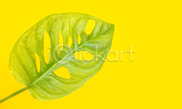 사람없음 JPG 포토 해외이미지 노란배경 몬스테라 실내 열대잎