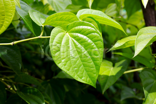 사람없음 JPG 포토 해외이미지 담배 담뱃잎 야외 잎 주간 줄기