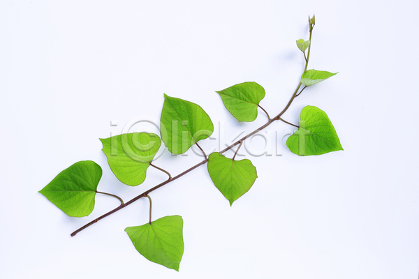 사람없음 JPG 포토 해외이미지 고구마잎 실내 잎줄기 흰배경