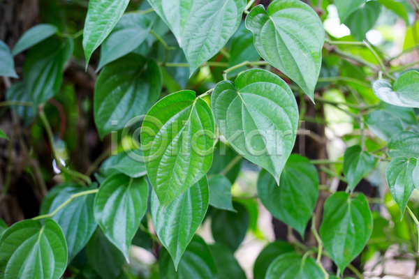사람없음 JPG 포토 해외이미지 나무 담배 담뱃잎 야외 잎 주간 줄기
