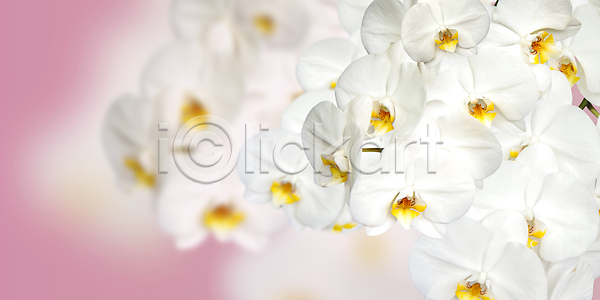 미래 신선 사람없음 JPG 포토 해외이미지 개화 검은색 고립 꽃 꽃잎 난초 내추럴 배너 백그라운드 봄 분홍색 빛 삽입 식물 심볼 여의주 원형 자연 줄기 초록색 컨셉 컬러풀 텍스트 파노라마 해외포토 햇빛 환경 흰색