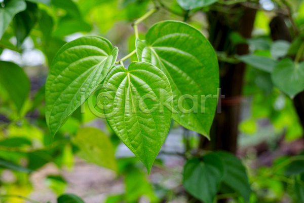 사람없음 JPG 아웃포커스 포토 해외이미지 나무 담배 담뱃잎 야외 잎 주간
