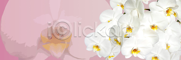 미래 신선 사람없음 JPG 포토 해외이미지 개화 검은색 고립 꽃 꽃잎 난초 내추럴 배너 백그라운드 봄 분홍색 빛 삽입 식물 심볼 여의주 원형 자연 줄기 초록색 컨셉 컬러풀 텍스트 파노라마 해외포토 햇빛 환경 흰색