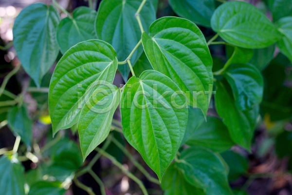 사람없음 JPG 아웃포커스 포토 해외이미지 담배 담뱃잎 야외 잎 주간