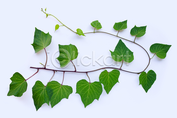 사람없음 JPG 포토 해외이미지 고구마잎 실내 잎줄기 흰배경