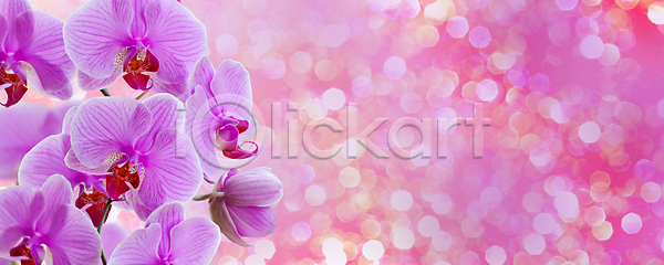 아이디어 사람없음 JPG 포토 해외이미지 그래픽 꽃 꽃잎 나뭇가지 난초 디자인 배너 백그라운드 보라색 봄 뷰티 식물 장식 정원 친절 컨셉 컬러풀 파노라마 패턴 해외포토