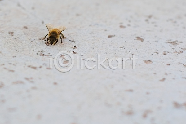 사람없음 JPG 포토 해외이미지 1 곤충 꿀벌 닫기 동물 묘사 벌(곤충) 벌레 자연 흰배경