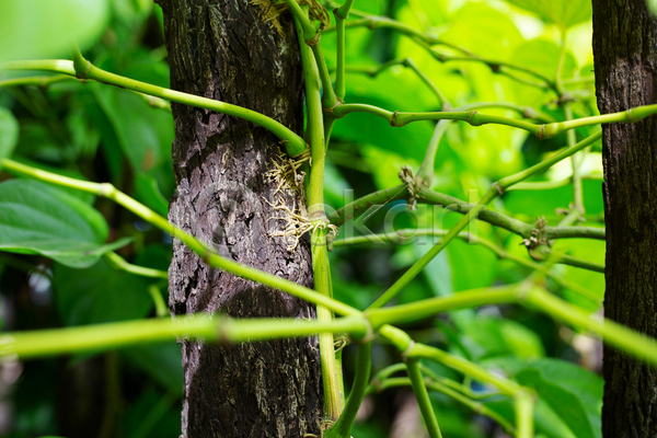 사람없음 JPG 소프트포커스 포토 해외이미지 나무 담배 담뱃잎 야외 잎 주간 줄기