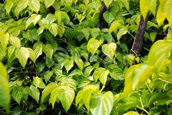 사람없음 JPG 포토 해외이미지 나무 담배 담뱃잎 야외 잎 주간