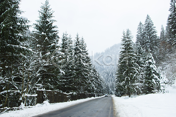 사람없음 JPG 포토 해외이미지 가로수 겨울 나무 눈(날씨) 도로 야외 자연 풍경(경치)