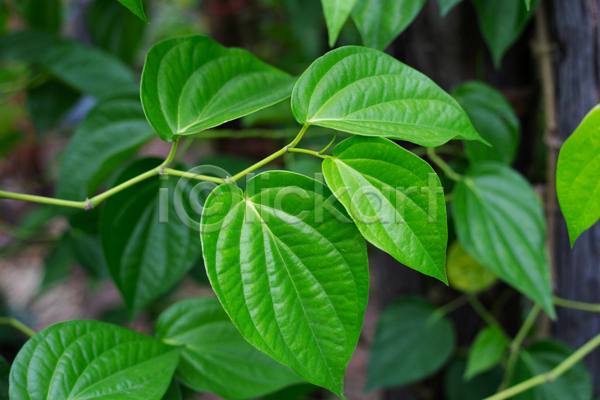 사람없음 JPG 아웃포커스 포토 해외이미지 나무 담배 담뱃잎 야외 잎 주간 줄기