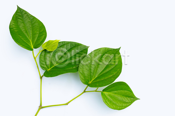 사람없음 JPG 포토 해외이미지 담배 담뱃잎 잎 줄기 흰배경