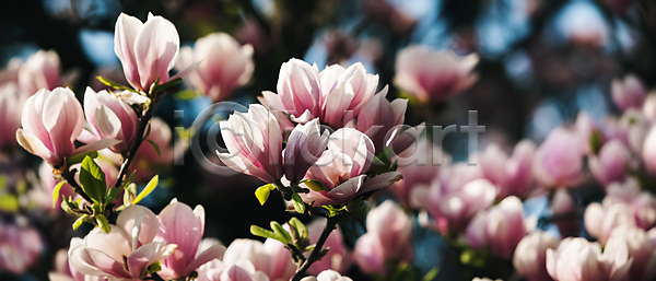 신선 사람없음 JPG 포토 해외이미지 개화 꽃 꽃무늬 꽃잎 나무 나뭇가지 내추럴 목련 백그라운드 벚꽃 보라색 봄 분홍색 뷰티 빛 식물 야외 잎 자연 정원 컬러풀 태양 해외포토 햇빛