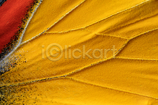 사람없음 JPG 포토 해외이미지 검은색 곤충 나비 내추럴 노란색 닫기 동물 동물상 디자인 묘사 무늬 백그라운드 벌레 뷰티 빨간색 생물학 야생동물 엘리먼트 오렌지 요정 자연 질감 컬러풀 패턴 표면 환경