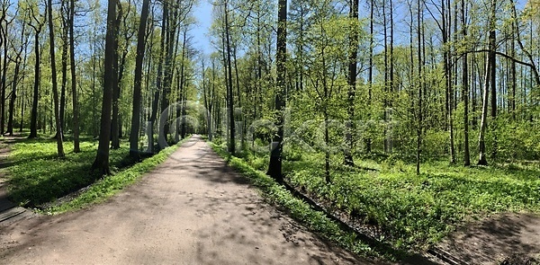 휴식 사람 사람없음 JPG 포토 해외이미지 걷기 고립 그룹 길 나무 디톡스 목재 방목 백그라운드 봄 사무실 삼림지대 서기 숲 승차 식물 야외 울타리 자국 자연 지역 질감 추상 큼 하늘 해외포토 화창