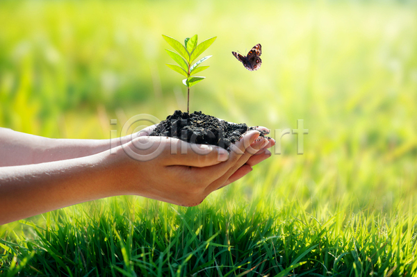 신체부위 JPG 포토 해외이미지 나비 새싹 생명 손 손모으기 에코 자연 잔디 흙