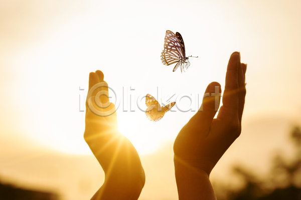 자유 신체부위 JPG 포토 해외이미지 나비 손 손내밀기 태양 햇빛