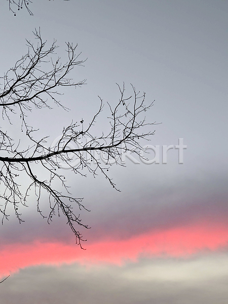 사람없음 JPG 포토 해외이미지 나뭇가지 야간 야외 일몰 풍경(경치) 하늘