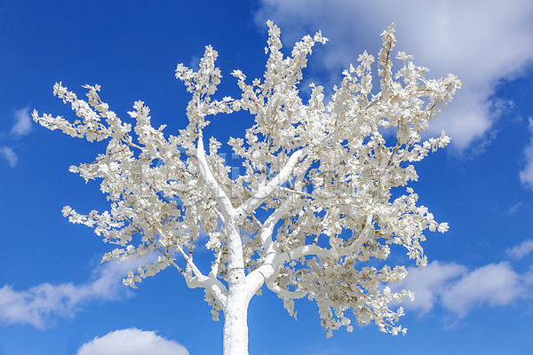특별함 사람없음 JPG 포토 해외이미지 공원 구름(자연) 나무 나뭇가지 낙엽 내추럴 닫기 뒤뜰 디자인 백그라운드 식물 야외 잎 자연 장식 정원 주간 질감 파란색 플라스틱 하늘 흰색