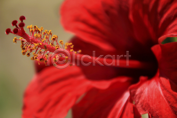 사람없음 JPG 포토 해외이미지 빨간색 야외 여름(계절) 자연 히비스커스
