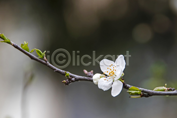 사람없음 JPG 근접촬영 아웃포커스 포토 해외이미지 꽃봉오리 꽃수술 나뭇가지 벚꽃 벚나무 야외 잎