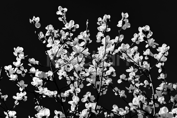 사람없음 JPG 포토 해외이미지 흑백 검은색 꽃