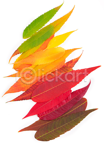 사람없음 JPG 포토 해외이미지 가을(계절) 낙엽 단풍 오브젝트 컬러풀