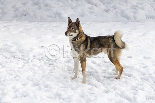 산책 사람없음 JPG 포토 해외이미지 강아지 눈(날씨) 눈덮임 라이카 반려견 반려동물 야외 주간 한마리