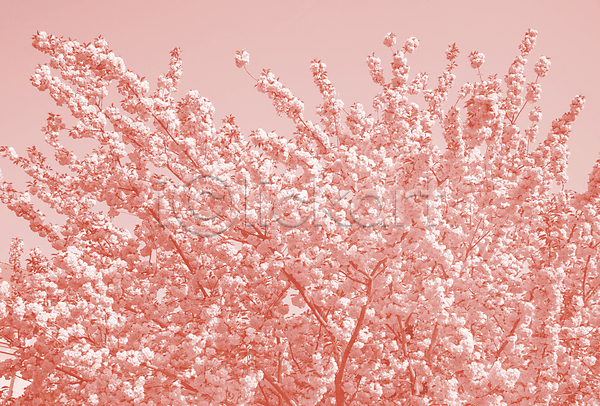 동양인 사람없음 JPG 포토 해외이미지 개화 꽃 꽃무늬 꽃잎 나무 나뭇가지 내추럴 리빙 묘사 백그라운드 벚꽃 봄 분홍색 뷰티 산호 시간 식물 유행 일본 자연 정원 체리