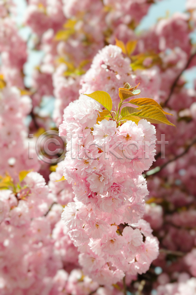 사람없음 JPG 아웃포커스 포토 해외이미지 꽃 벚꽃 벚나무 봄꽃 분홍색 야외 주간